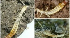 Kako se riješiti patuljaka u privatnoj kući i u stanu